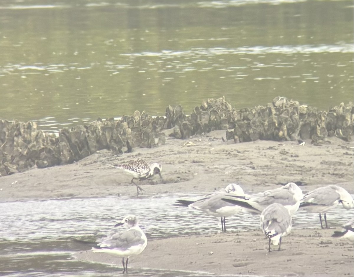 Black-bellied Plover - ML622914083