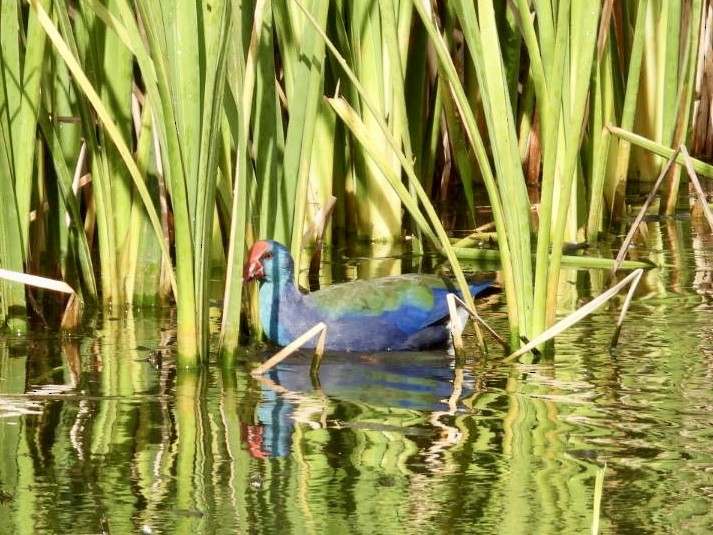 African Swamphen - ML622914084