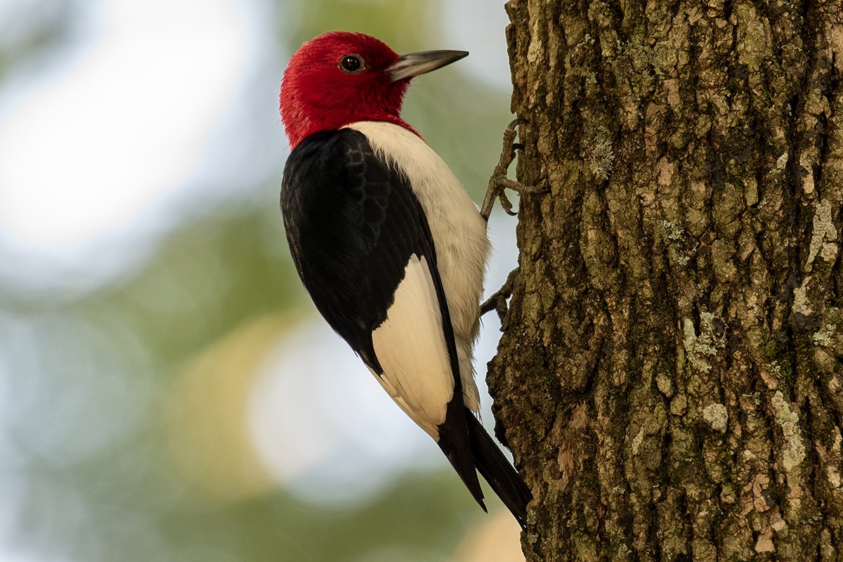 Red-headed Woodpecker - ML622914101
