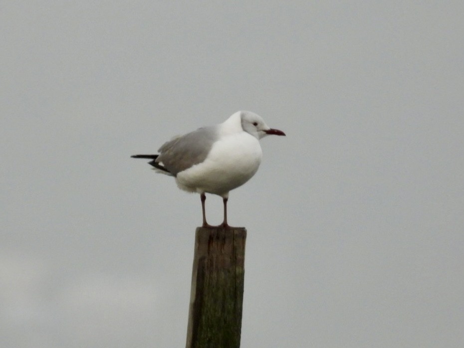 Gray-hooded Gull - ML622914104