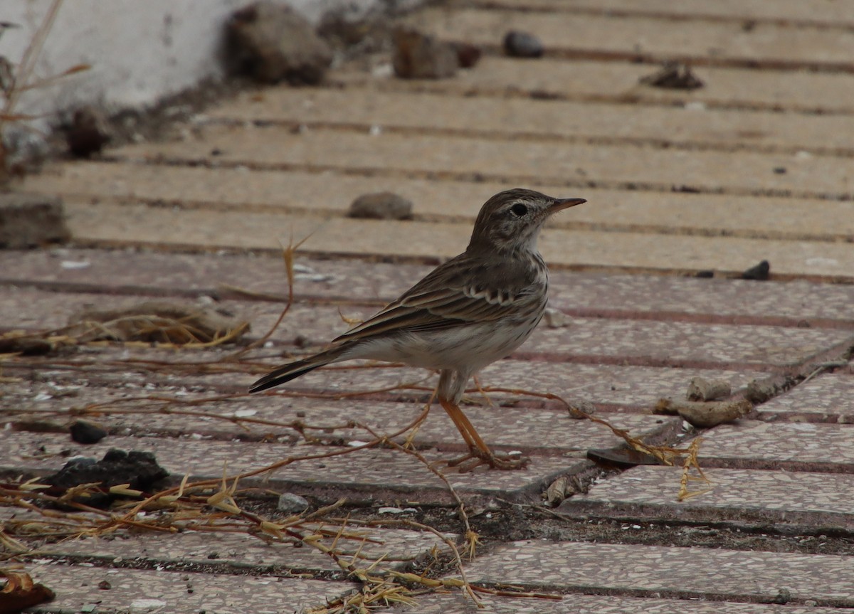 Berthelot's Pipit - ML622914181