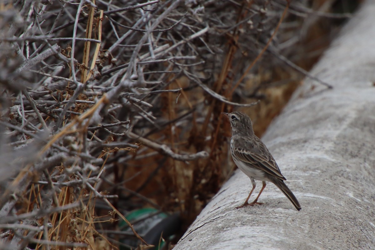 Berthelot's Pipit - ML622914190