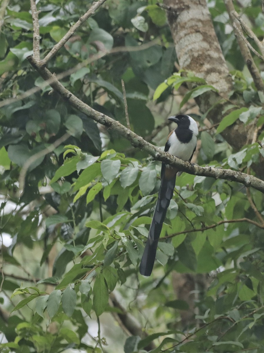 White-bellied Treepie - ML622914201