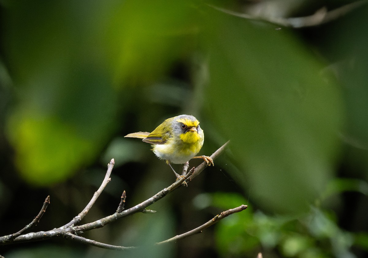 Black-faced Warbler - ML622914215