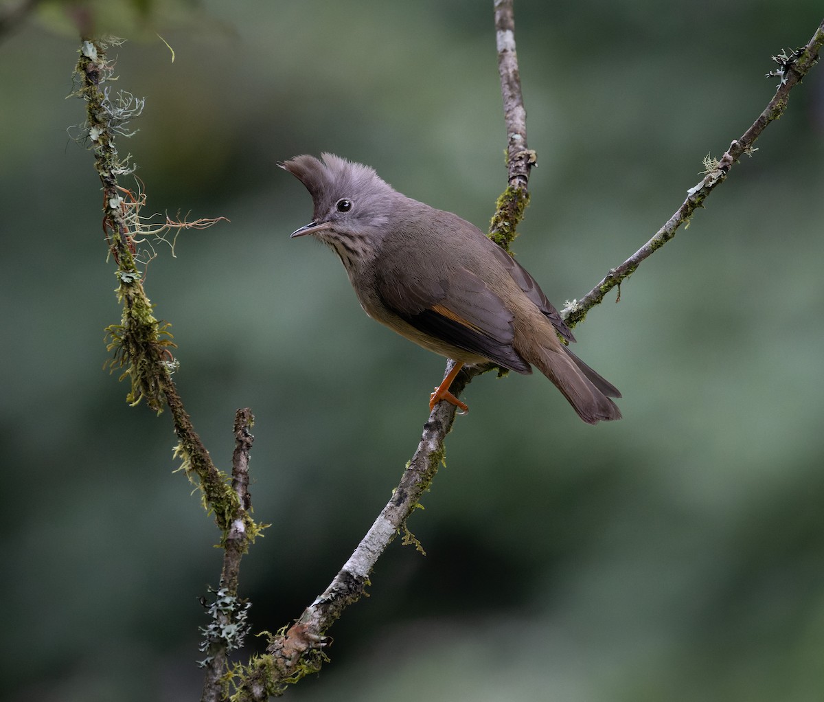 Stripe-throated Yuhina - ML622914222