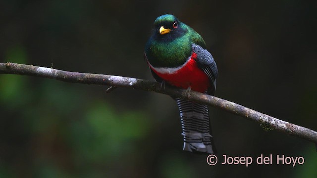 Collared Trogon - ML622914232