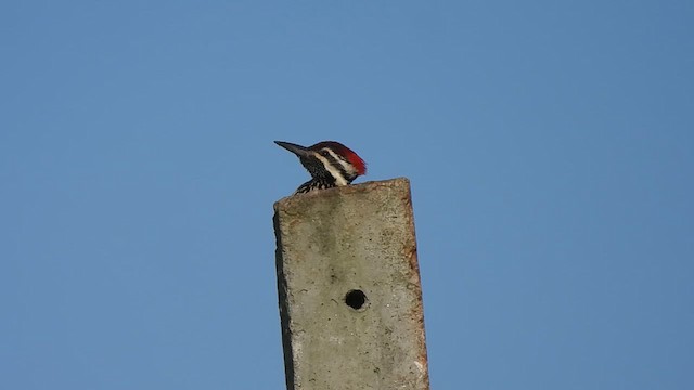 Black-rumped Flameback - ML622914233