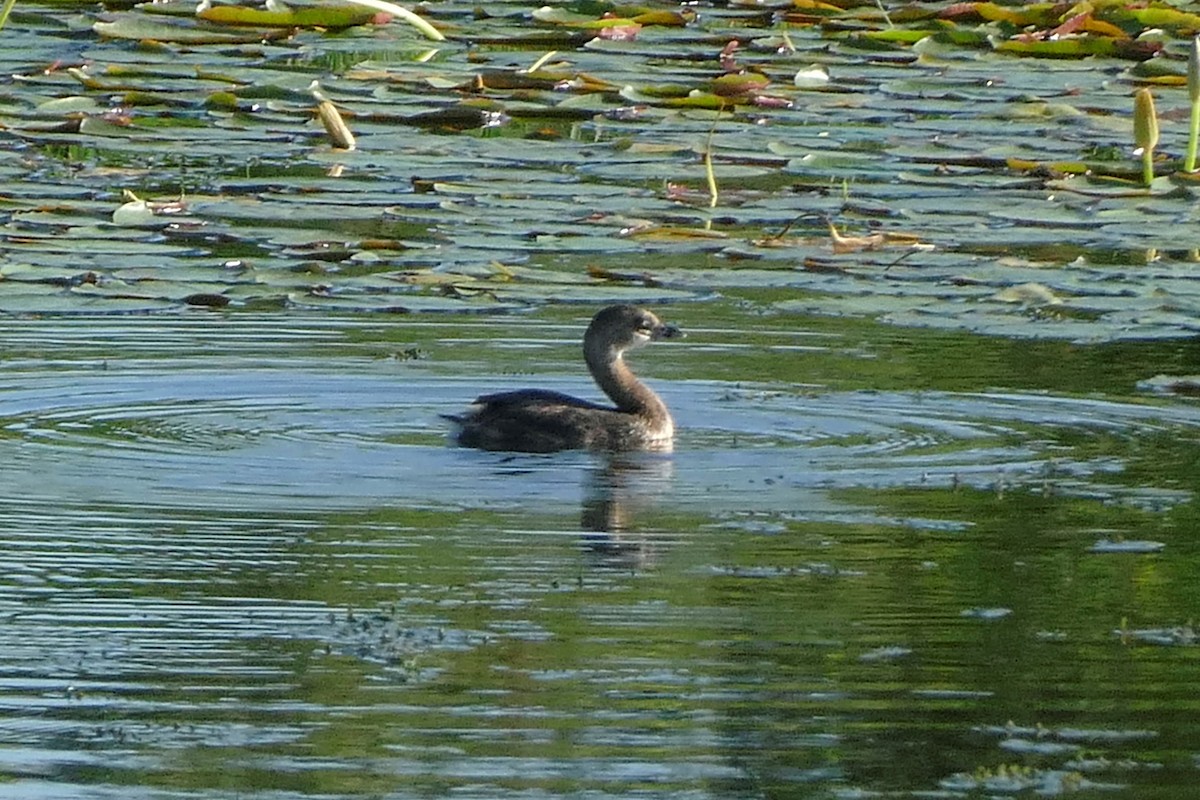 Pied-billed Grebe - Ron Smith