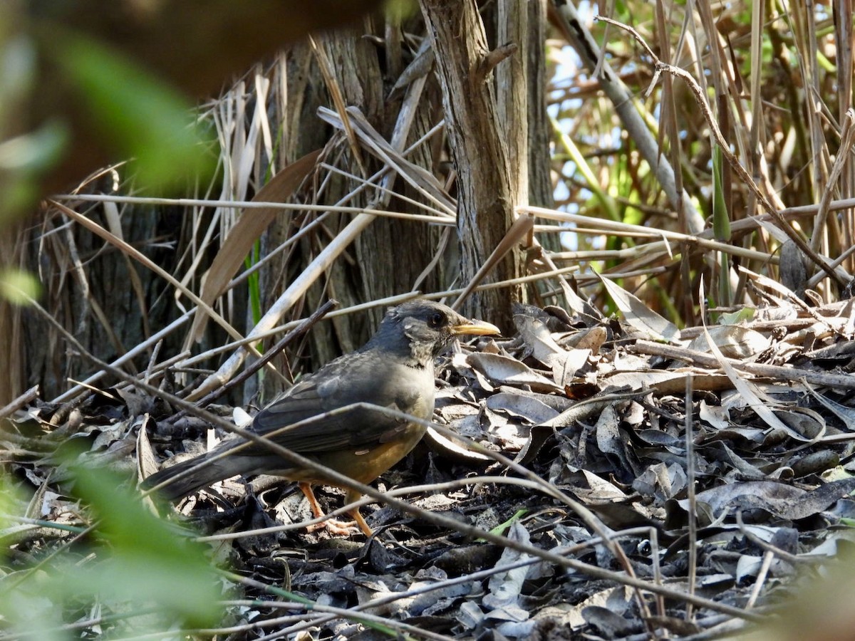 Olive Thrush - ML622914427