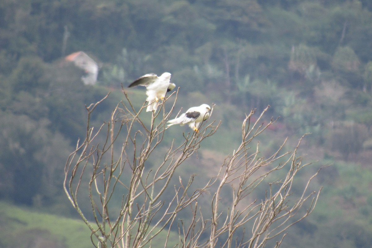 White-tailed Kite - Anonymous