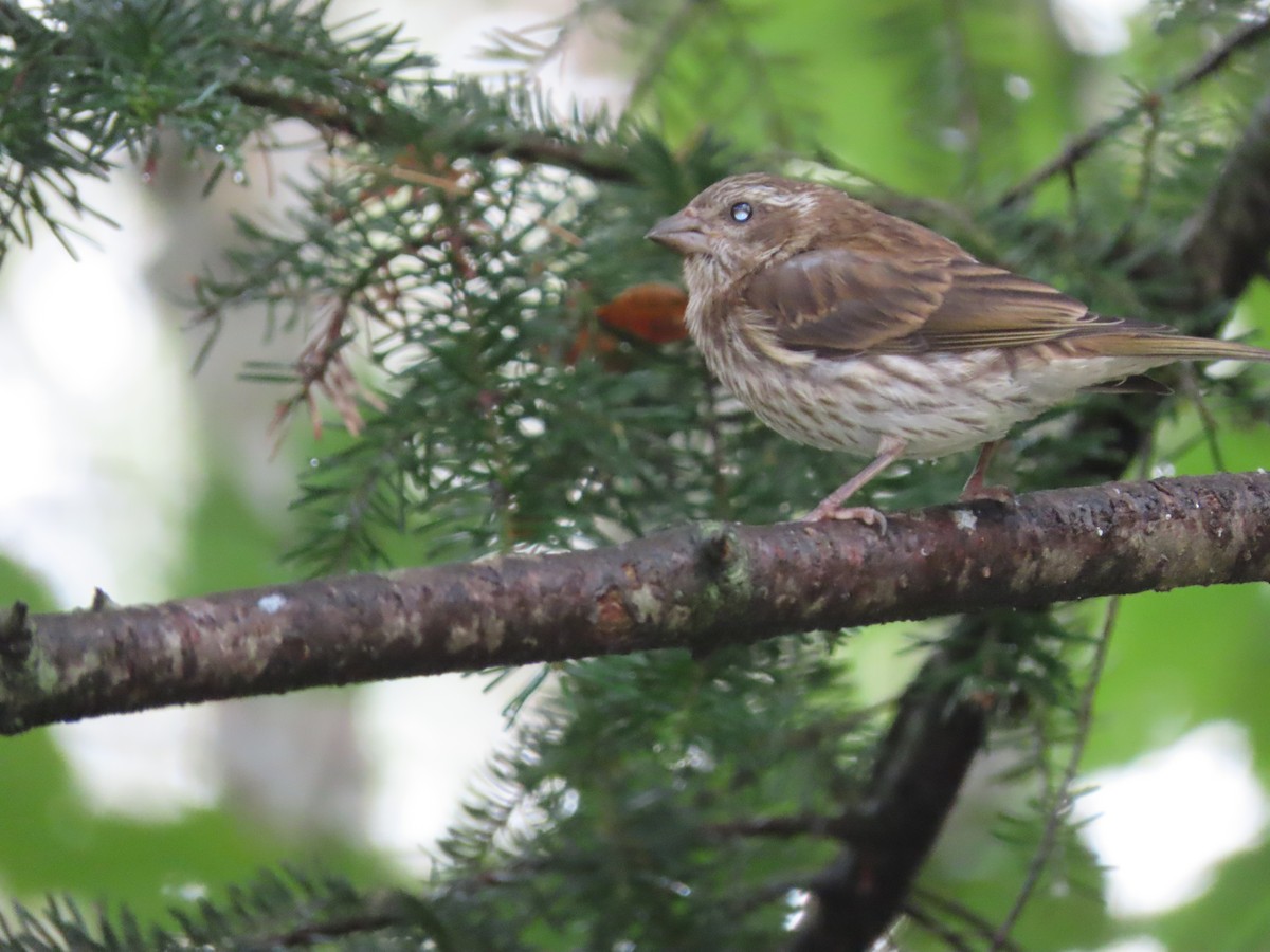 Purple Finch - Gaëlle Veillette