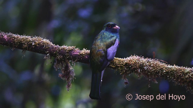 Halkalı Trogon - ML622914609