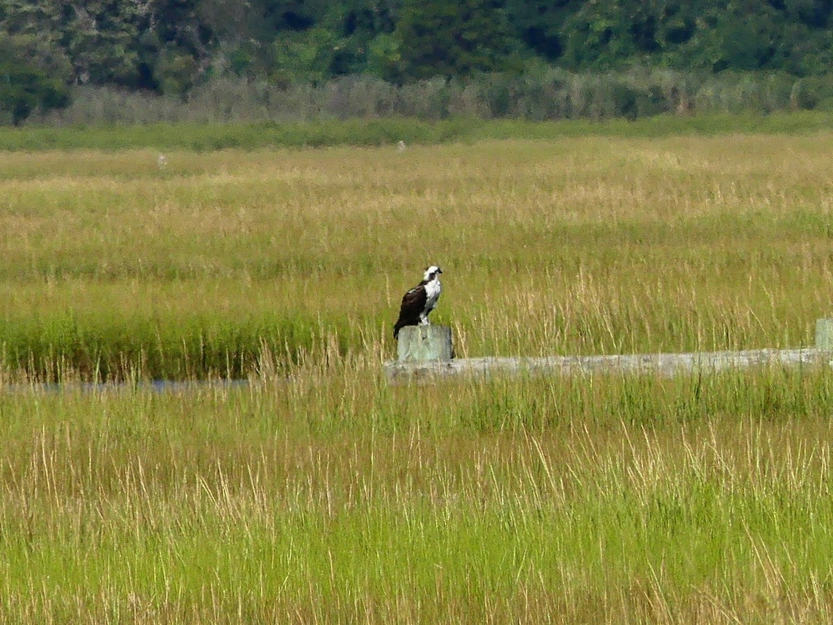 Osprey - Molly C