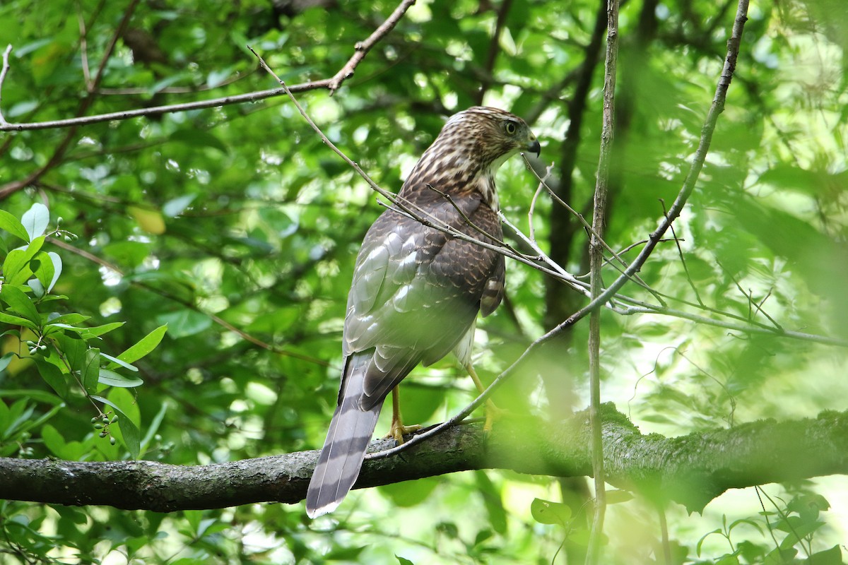 Cooper's Hawk - ML622914661