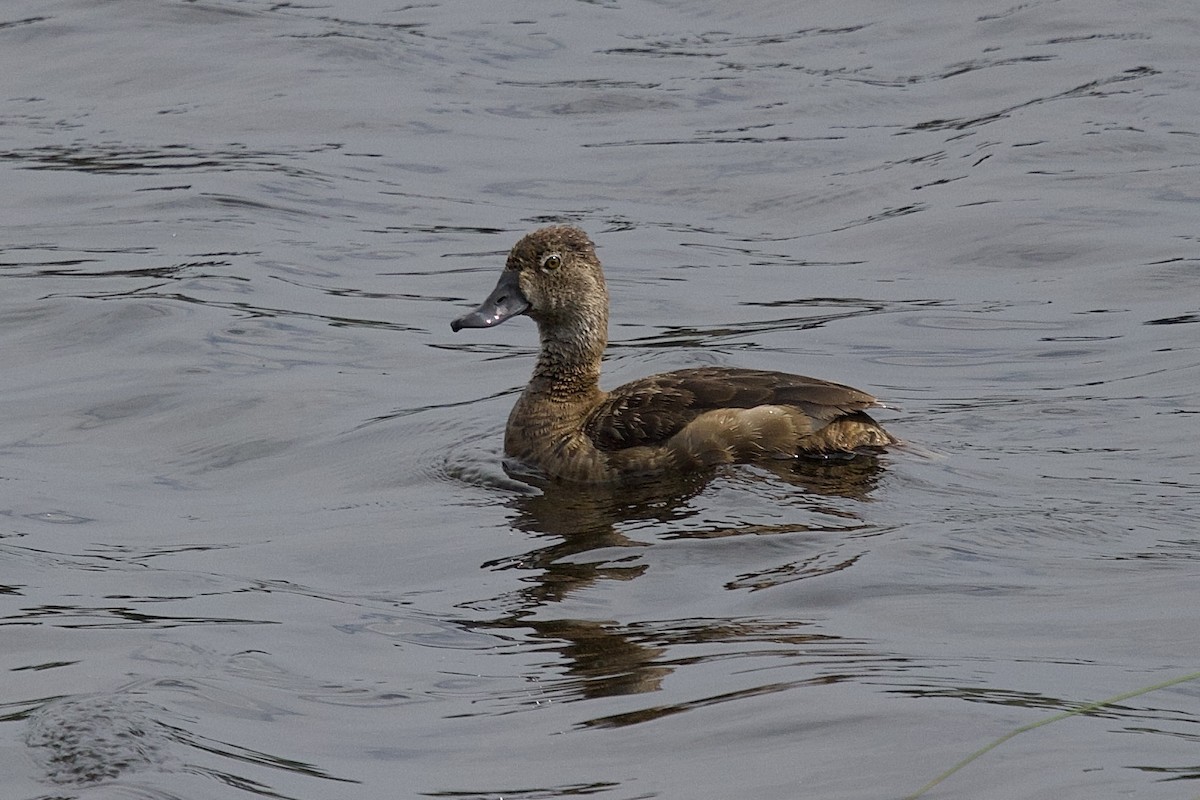 Ring-necked Duck - Julien Amsellem