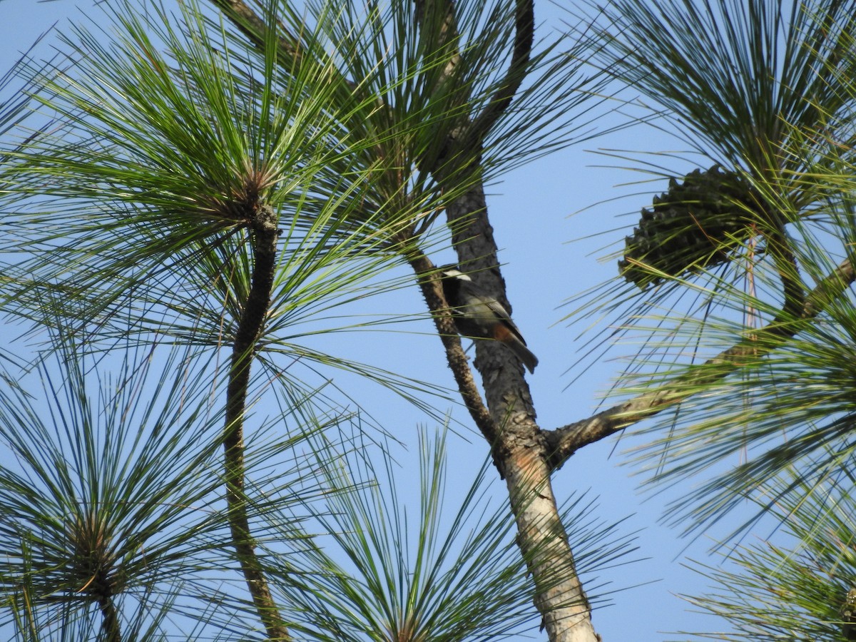 Rufous-naped Tit - ML622914673