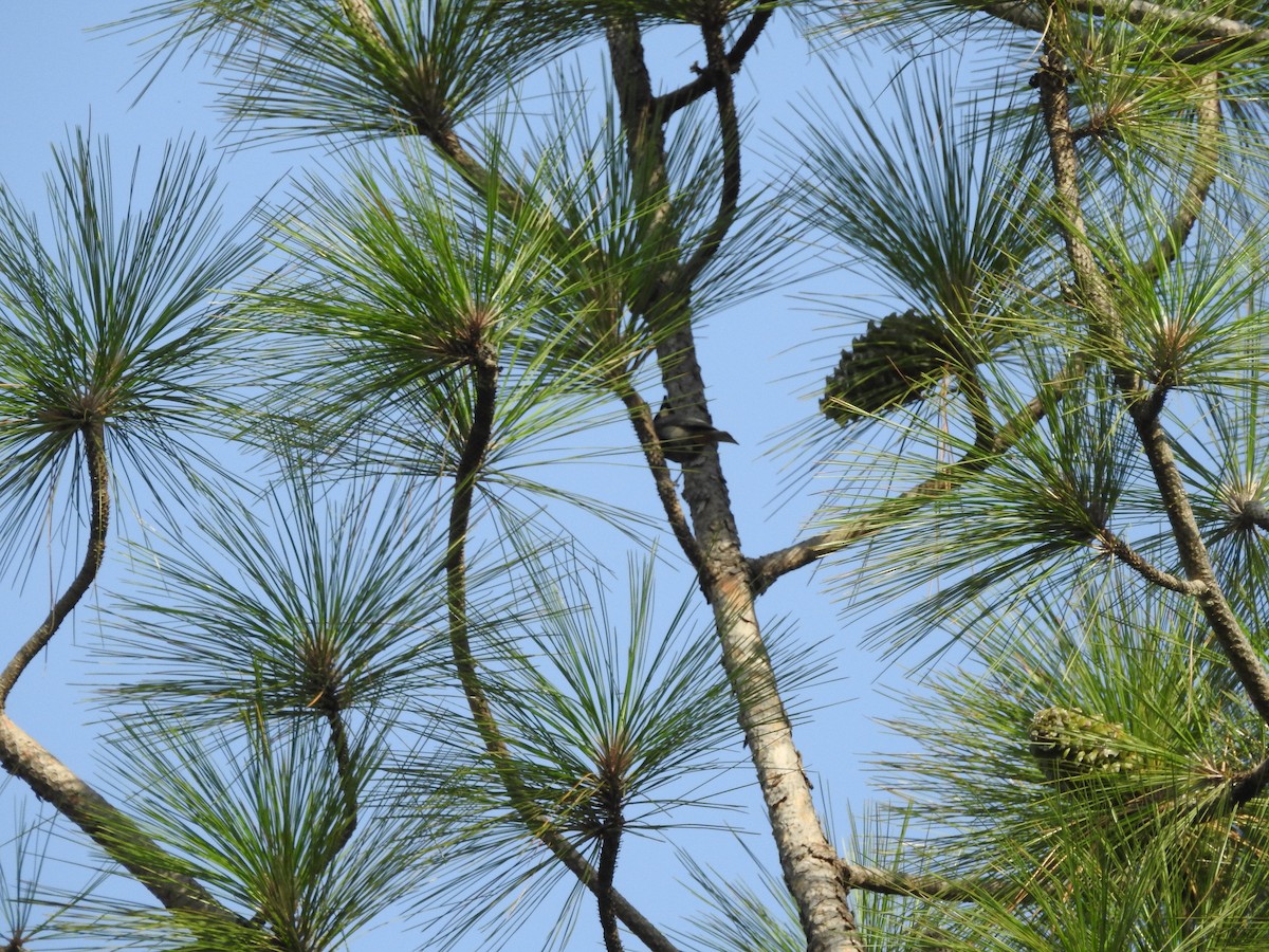 Rufous-naped Tit - Azan Karam