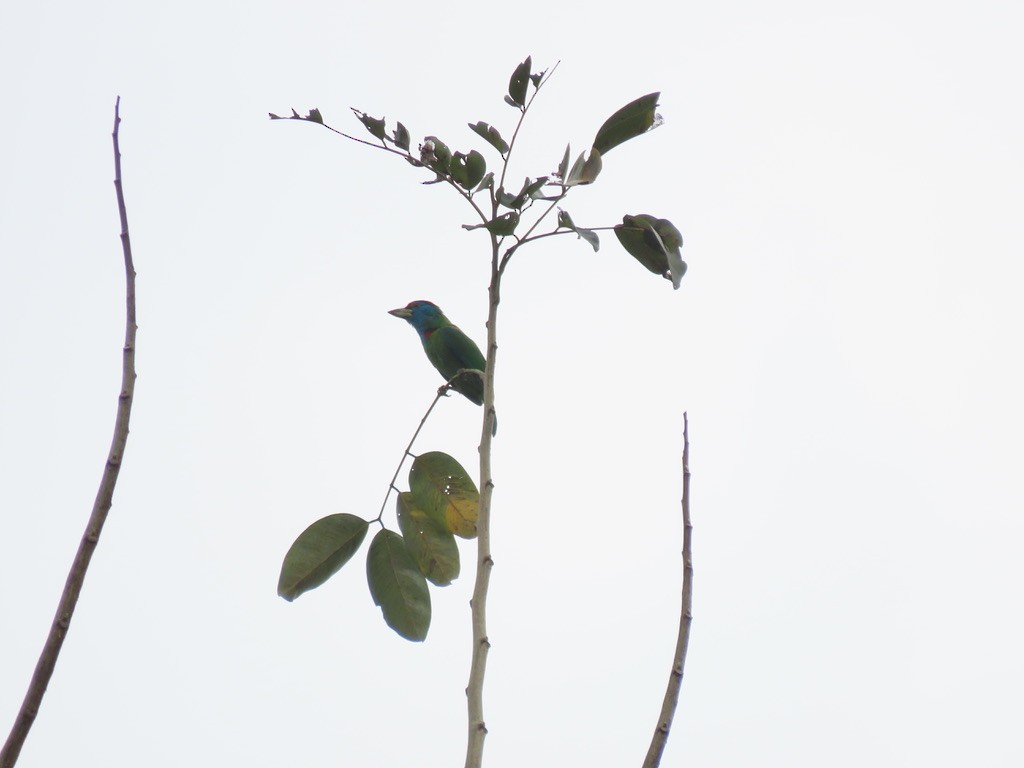 Blue-throated Barbet - ML622914717