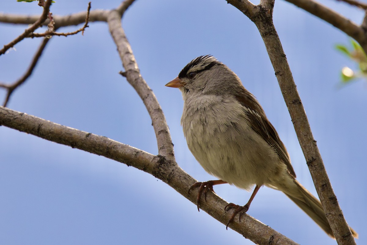 White-crowned Sparrow (oriantha) - ML622914760