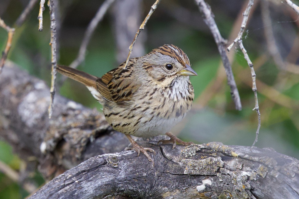 Lincoln's Sparrow - ML622914778