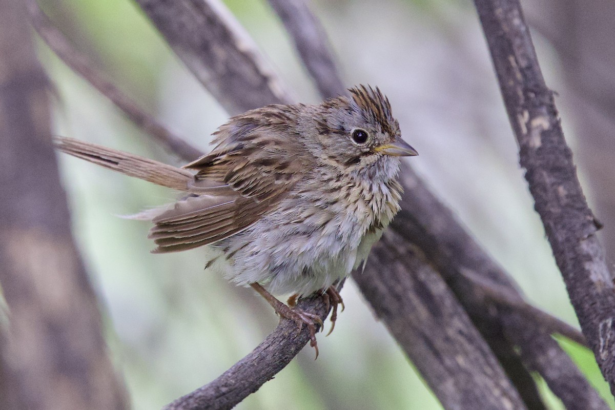 Lincoln's Sparrow - ML622914779