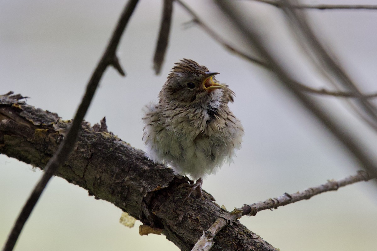 Lincoln's Sparrow - ML622914780