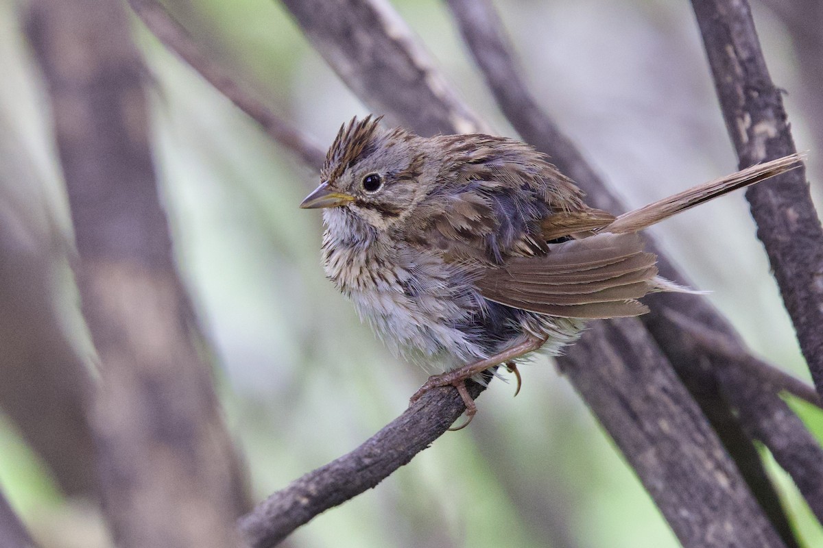 Lincoln's Sparrow - ML622914782