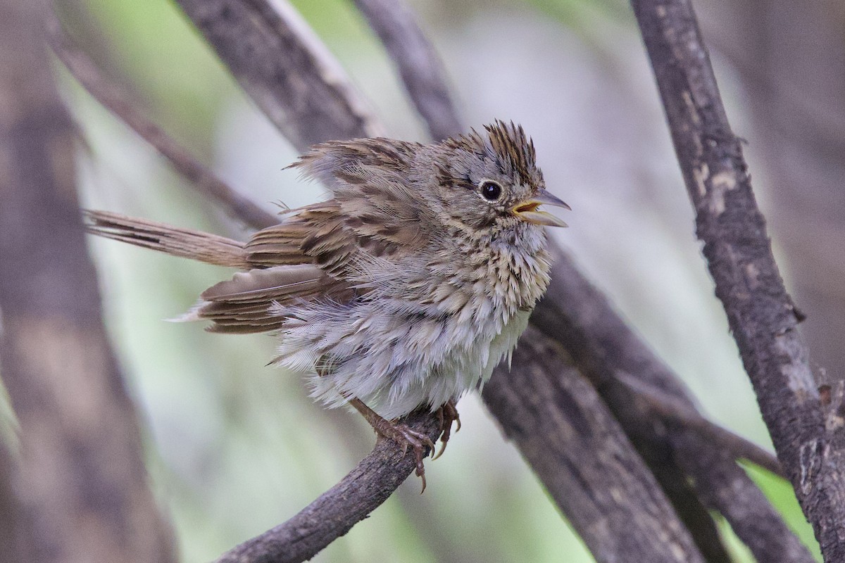 Lincoln's Sparrow - ML622914783