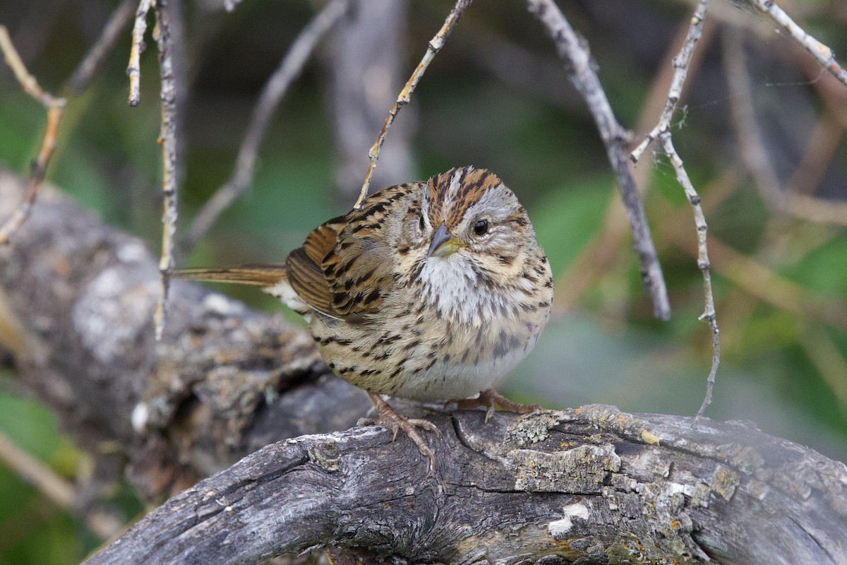 Lincoln's Sparrow - ML622914784