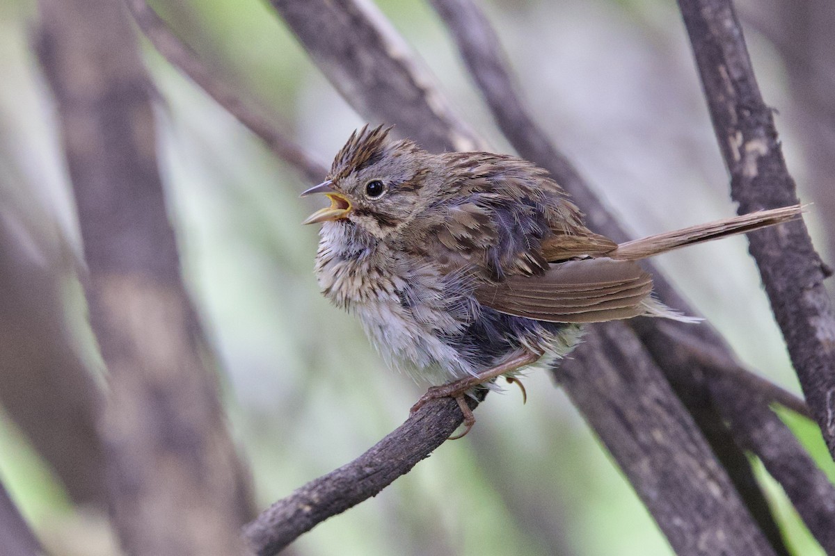 Lincoln's Sparrow - ML622914785