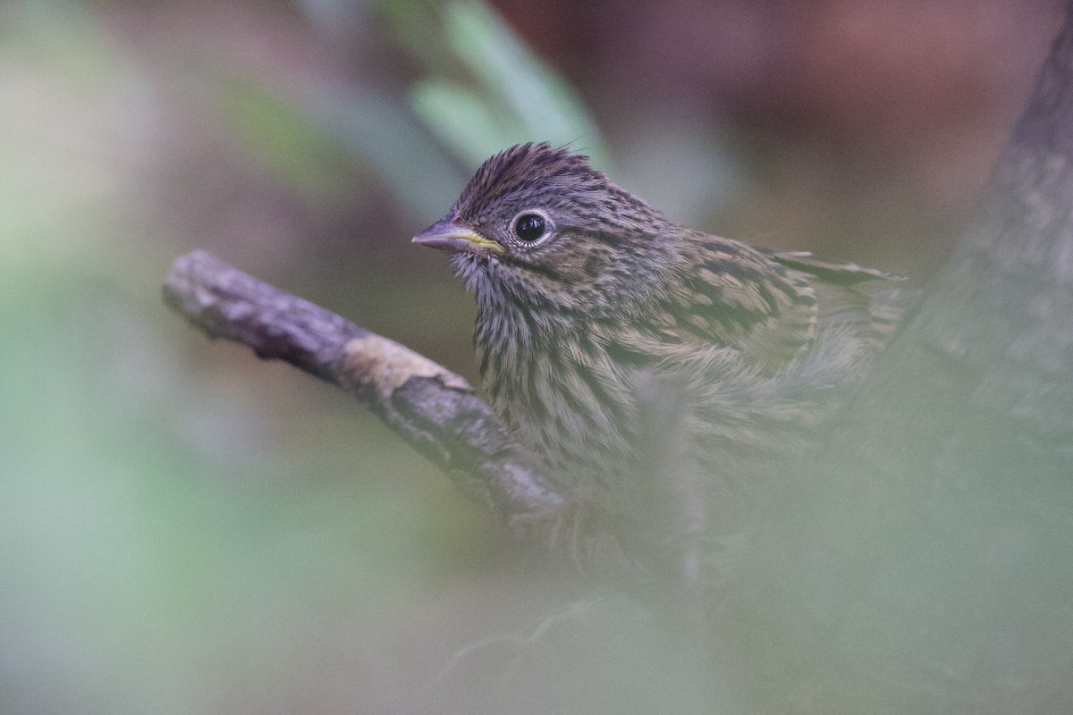 Lincoln's Sparrow - ML622914786