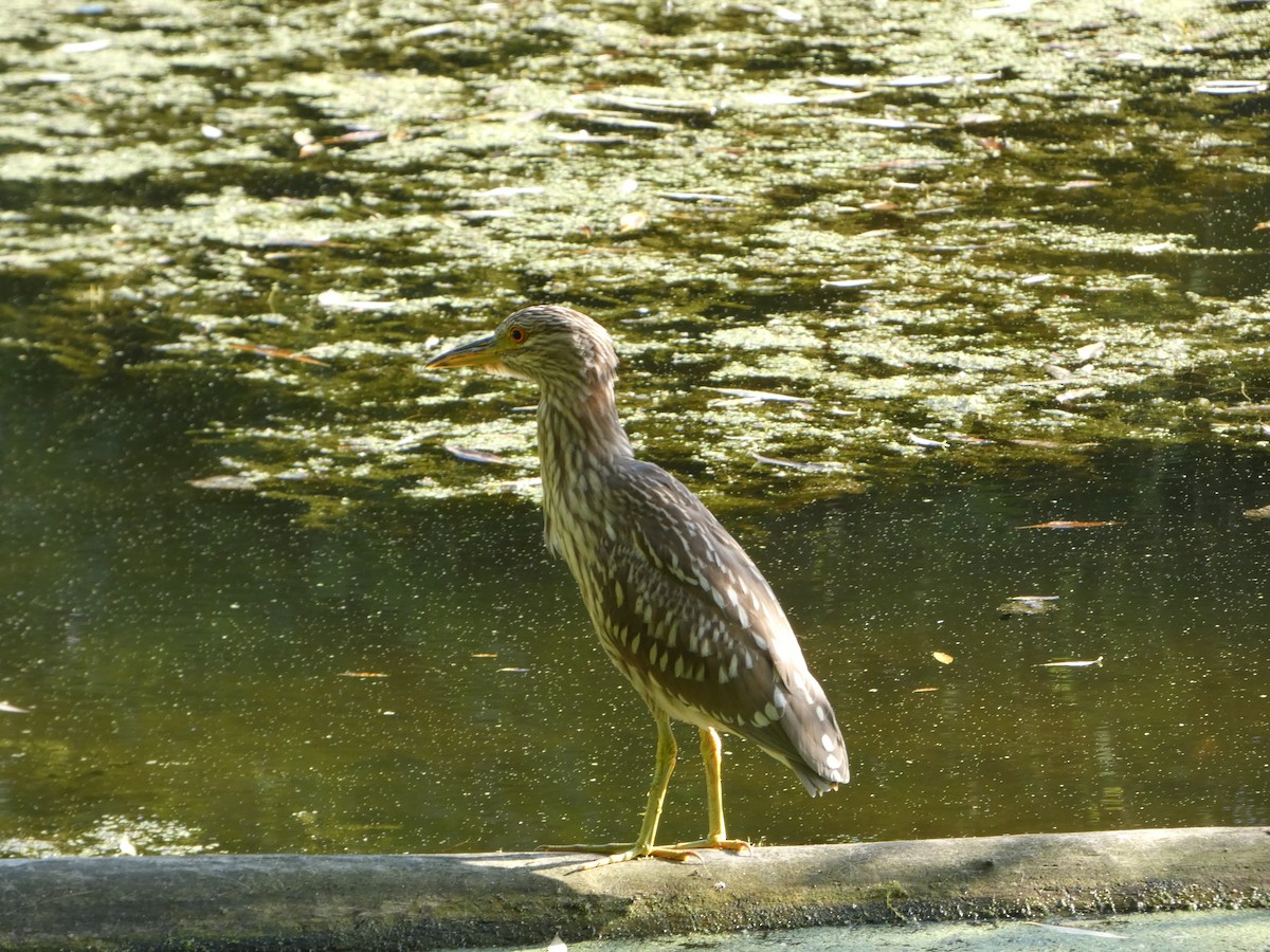 Black-crowned Night Heron - Johanne Lafrance