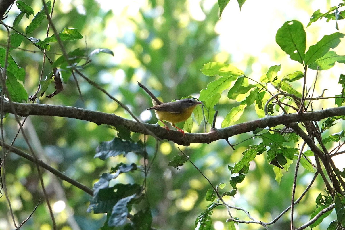 Golden-crowned Warbler - Pierre Pitte