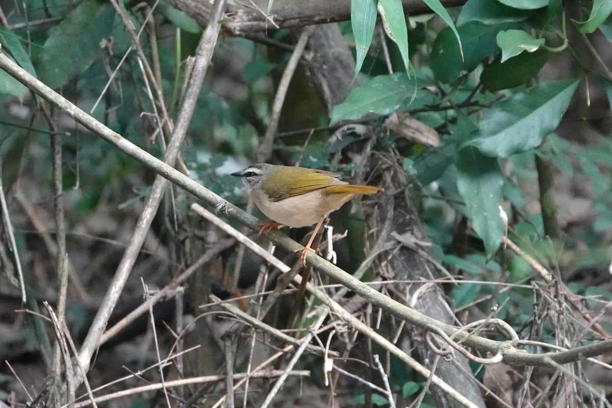 Riverbank Warbler - Pierre Pitte