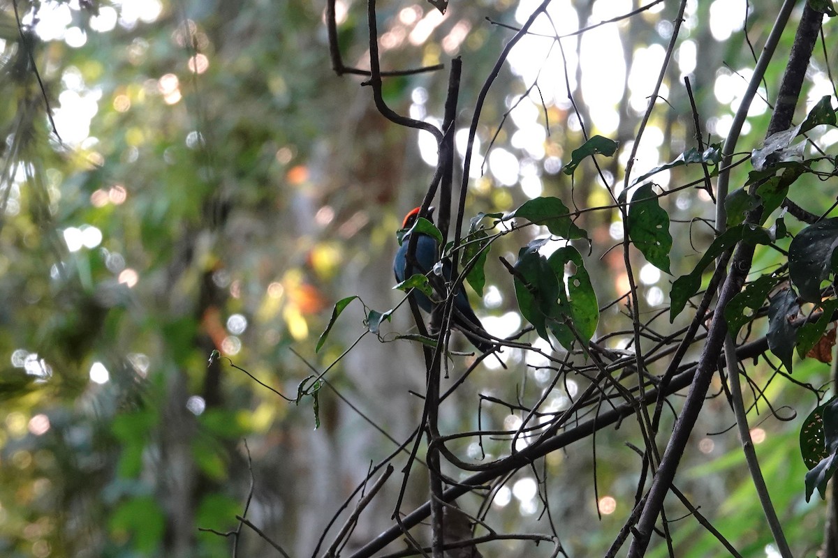 Swallow-tailed Manakin - ML622914995