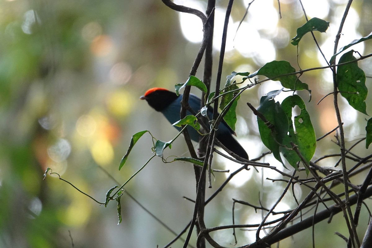 Swallow-tailed Manakin - ML622914996