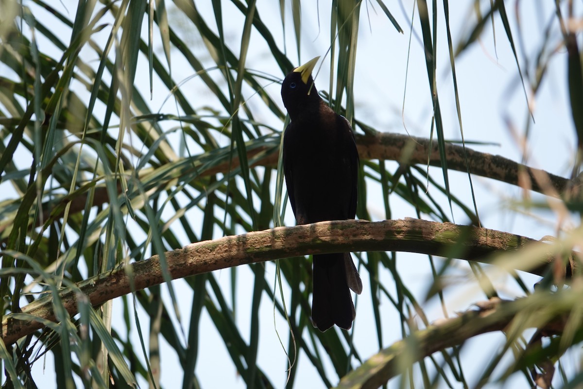 Red-rumped Cacique - ML622915015