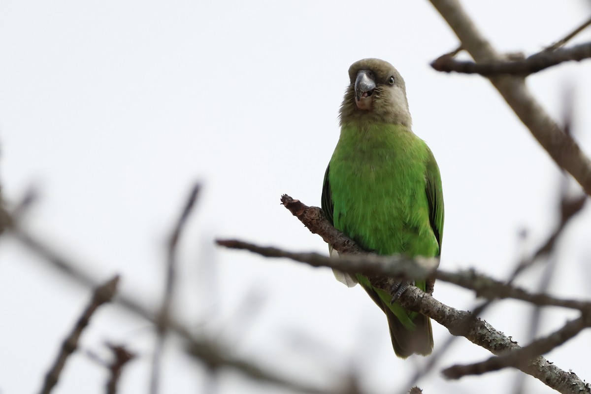 Brown-headed Parrot - ML622915059