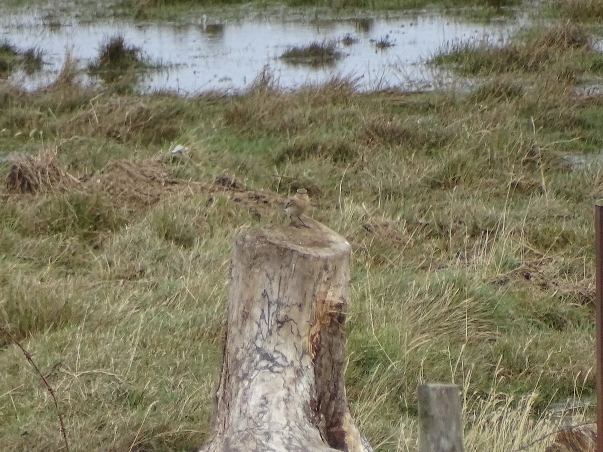 Northern Wheatear - ML622915062