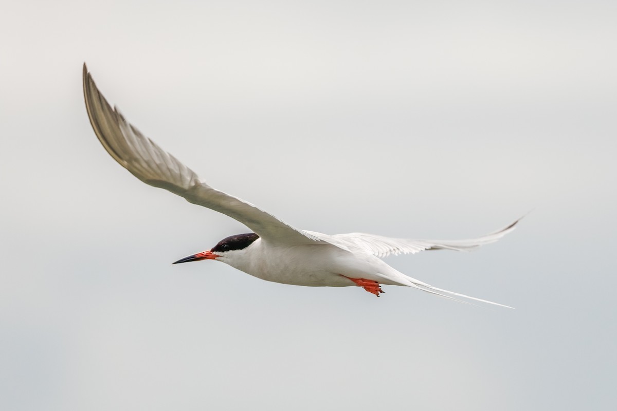 Roseate Tern - Iain Robson