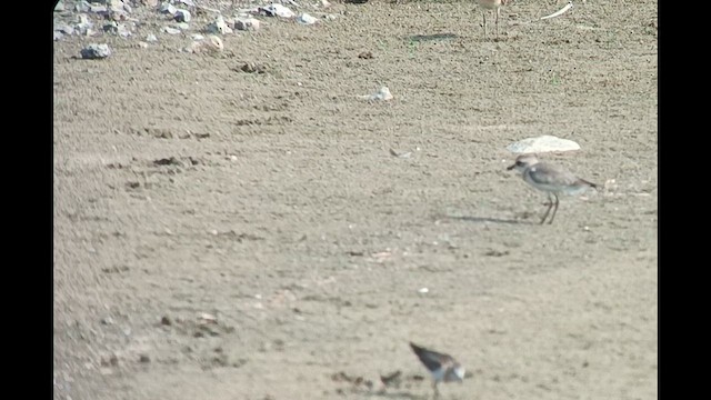 Tibetan Sand-Plover - ML622915120