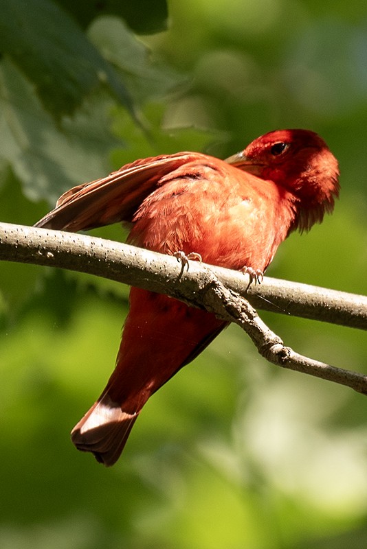 Summer Tanager - ML622915121