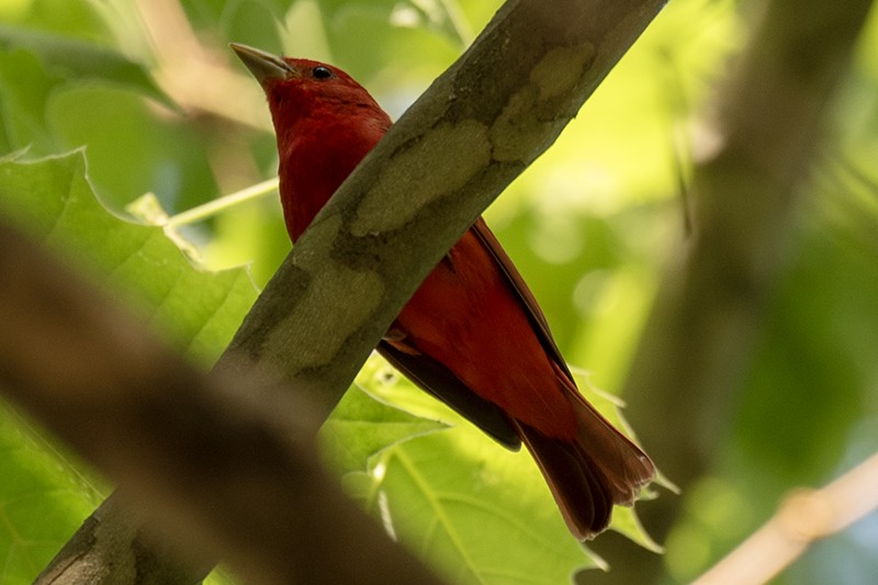 Summer Tanager - ML622915122