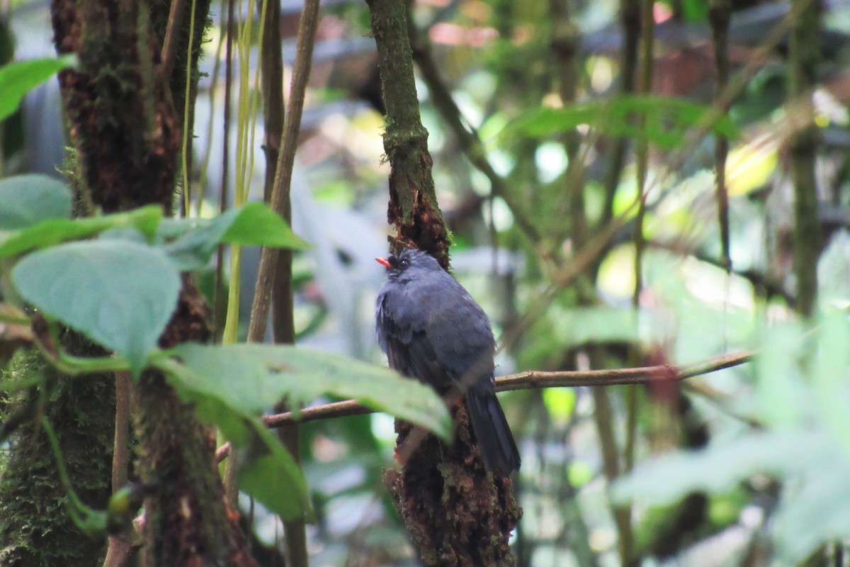 Solitario Carinegro - ML622915191