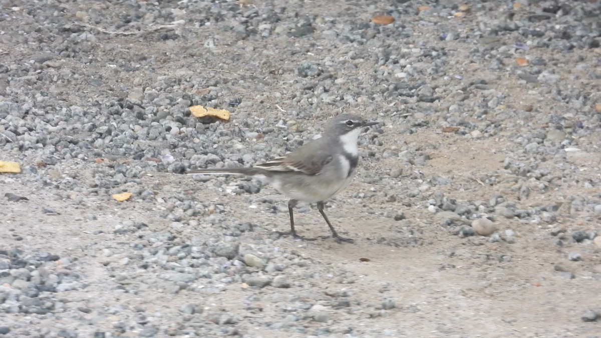 Cape Wagtail - ML622915205