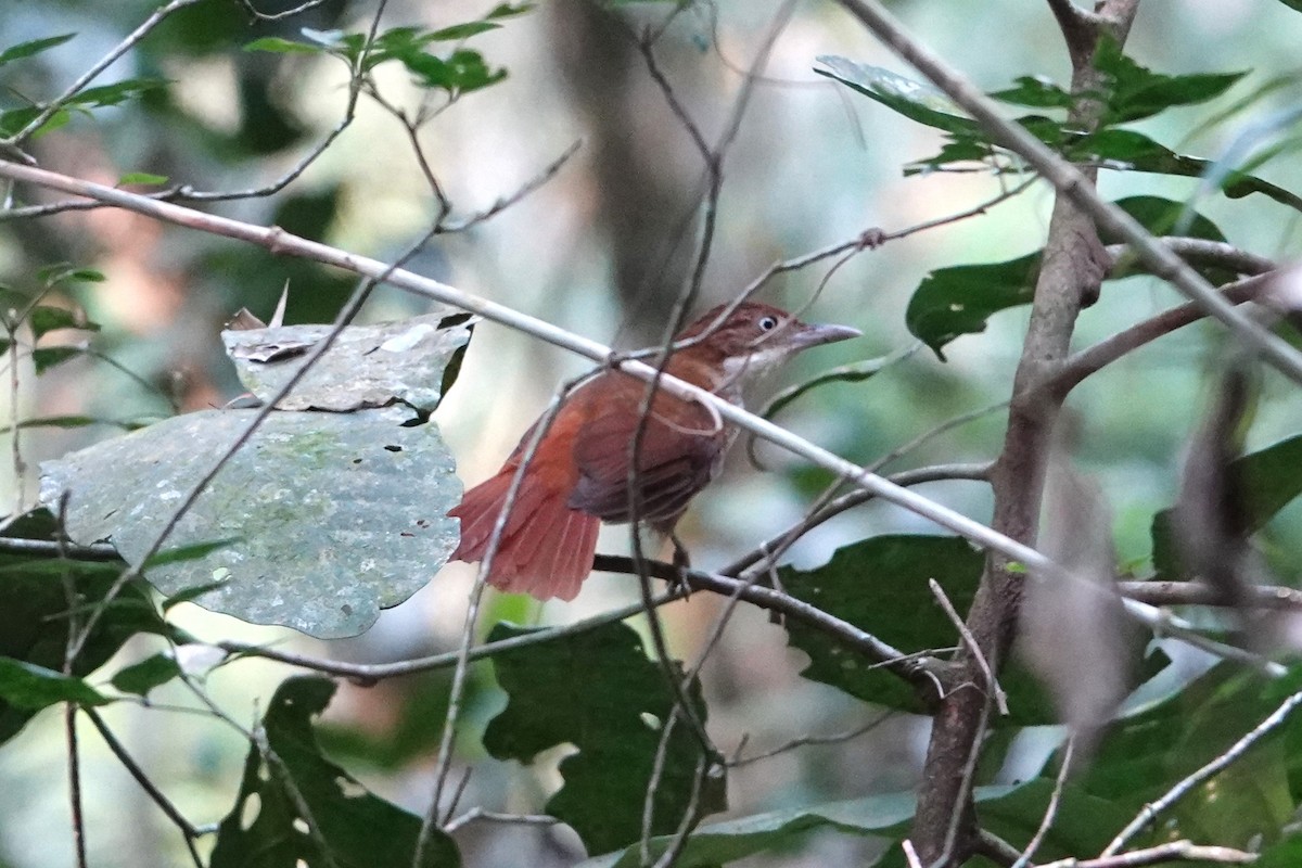 White-eyed Foliage-gleaner - ML622915208