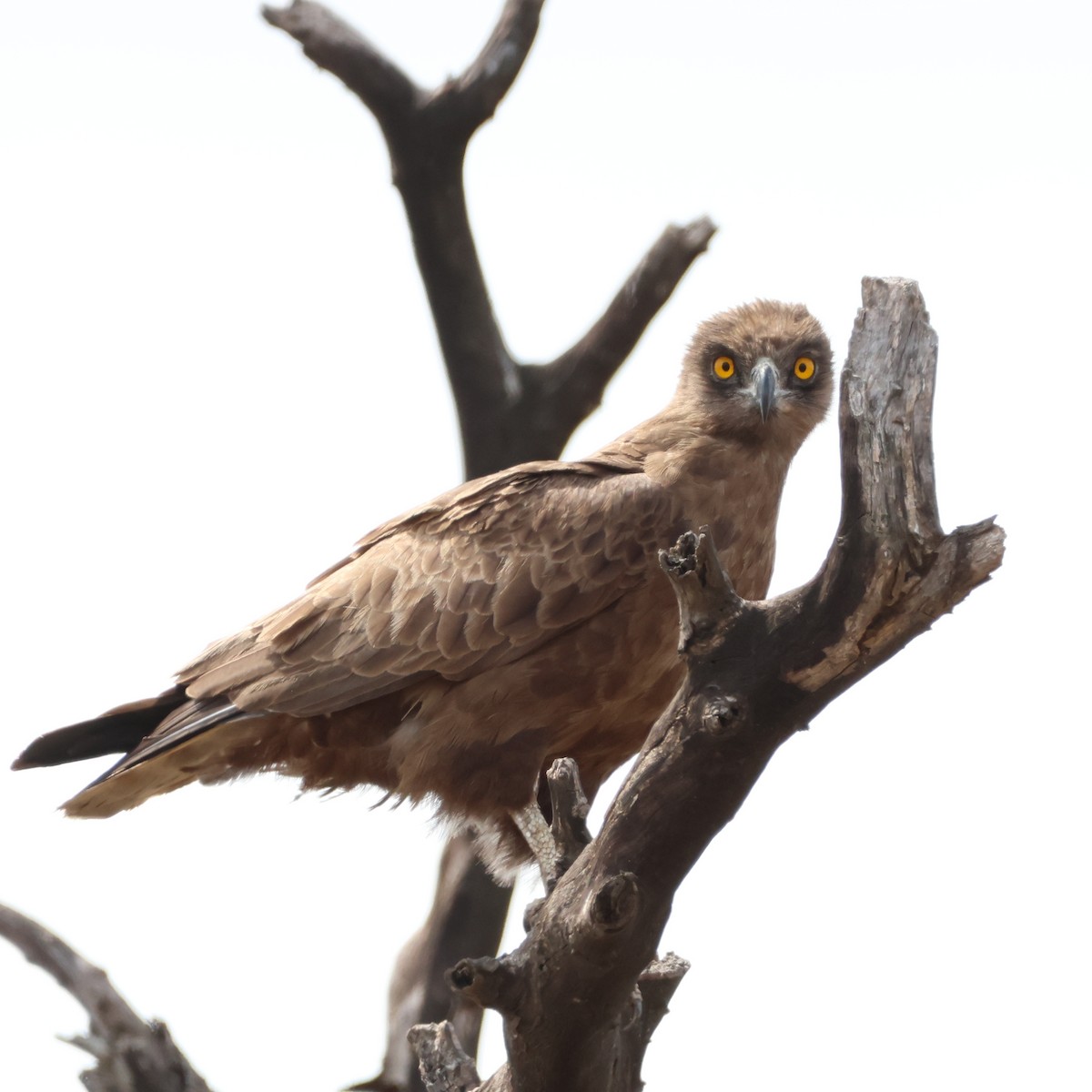 Brown Snake-Eagle - ML622915210