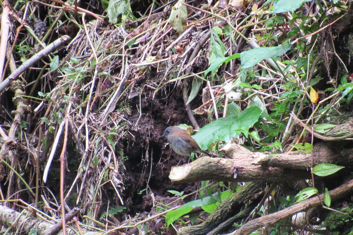 Black-billed Nightingale-Thrush - ML622915226