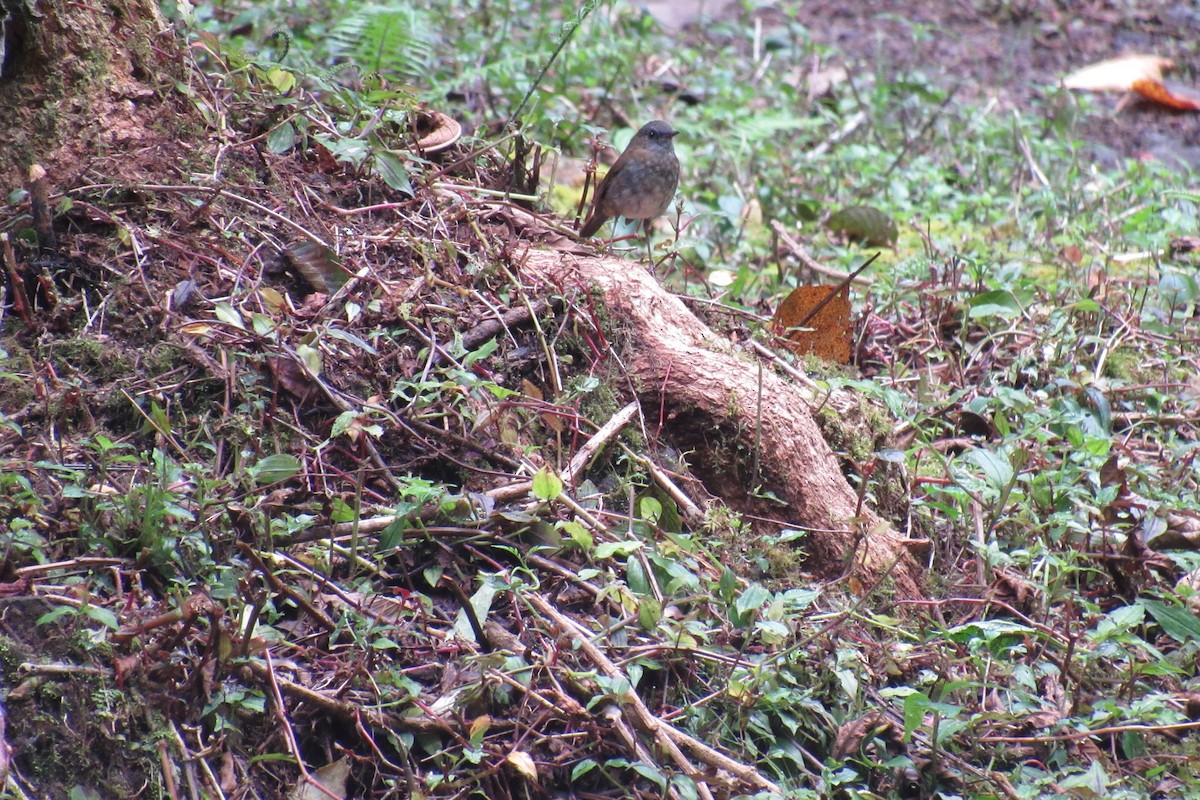 Black-billed Nightingale-Thrush - ML622915227