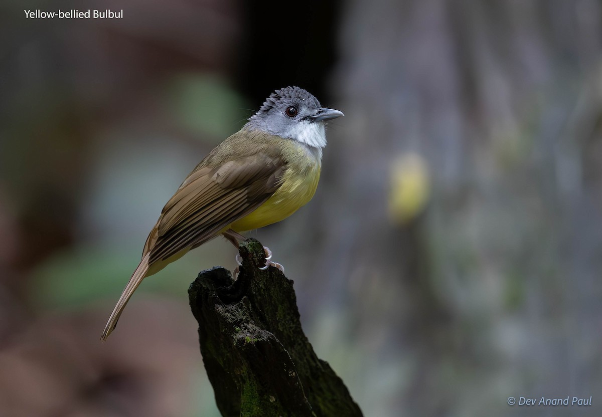 Yellow-bellied Bulbul - ML622915243